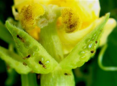  Calyx lobes with glands